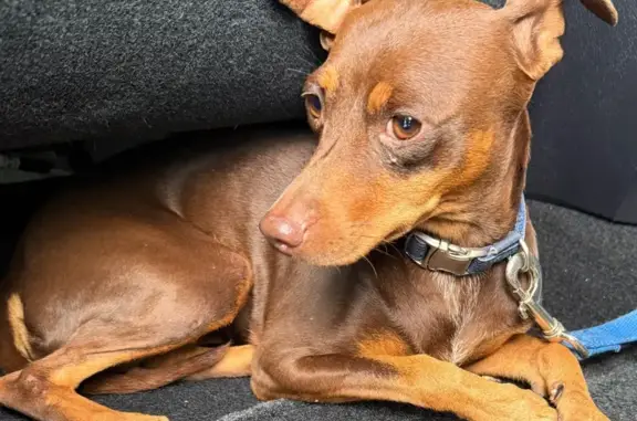 Found dog Daytona Beach, photo: Found Young Min Pin: Magnolia & Palmetto