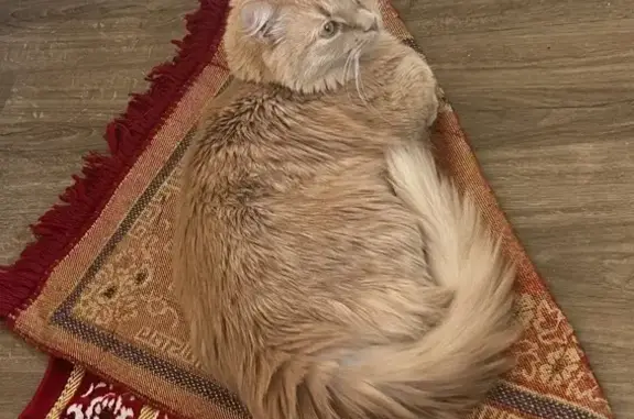Help Find Our Lost Cat in West Rouge!