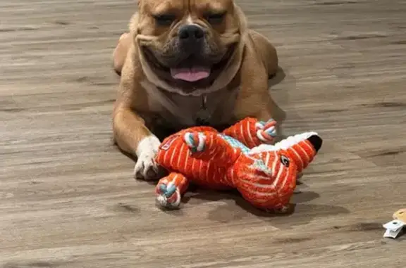 Found dog Candler-McAfee, photo: Lost Tan French Bulldog in Candler-McAfee