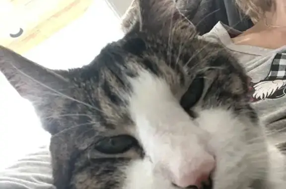 Lost Sweet Skittish Cat in Branford, CT