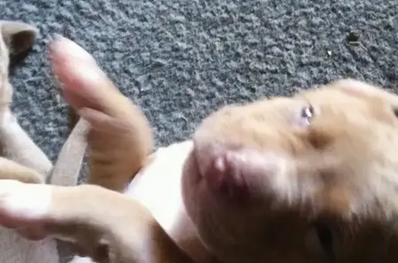 Lost Dogs: Tan with White Paws...
