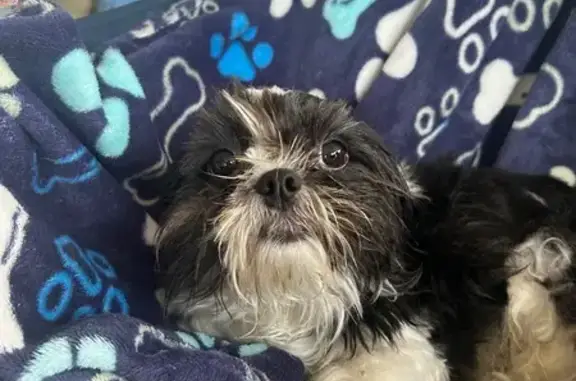 Lost Shih Tzu: Black & White,...