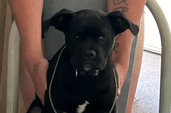 Lost Black PugxStaffy: Answers...