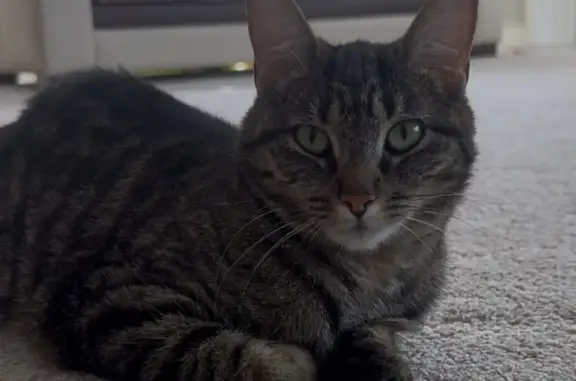 Lost Friendly Cat, 1 Year Old - Hilliard