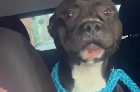 Lost Dog on Glyndon Ave, Balti...