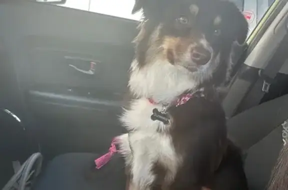 Lost Mini Aussie: Buttercup in Wichita