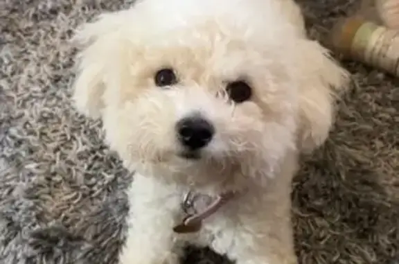 Lost Small White Dog on Patton...