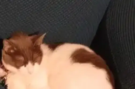 Lost Cat in Metairie: White & Gray, Shy