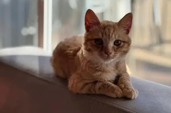 Gato naranja perdido en Viladecans, ¡ayuda!