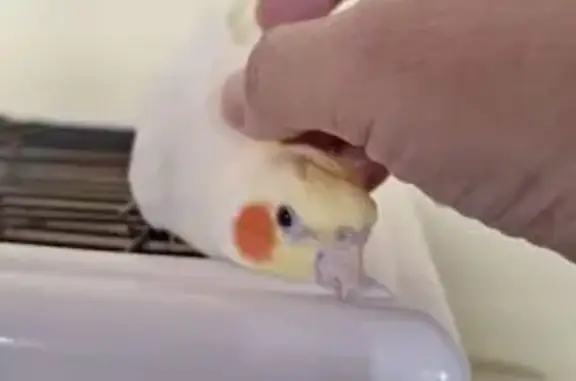 Lost Cockatiel with Foot Rings in Rivervale