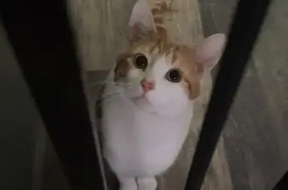 Lost Chubby Cat: Orange & White, Aberdeen