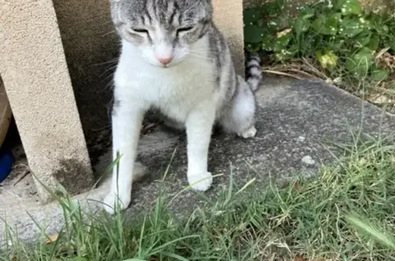 Chat trouvé Livron-sur-Drôme, photo: Chat tigré gris/blanc trouvé à Livron-sur-Drôme