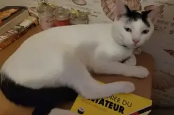Chat perdu: Blanche/noir, oreilles coupées - photo