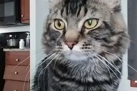 Lost Fluffy Cat: Black & Brown, Amelia