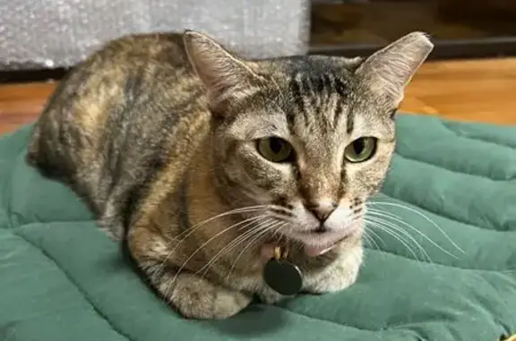 Lost Tabby Cat: Brown/Orange, Pink Collar