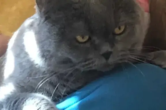 Animaux perdus Haguenau, photo: Chatte perdue : SHIRO, sociable et douce