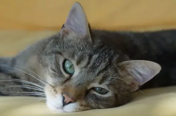 Chat perdu, Oberhaslach, photo: Chat perdu : Denver, européen marron tabby