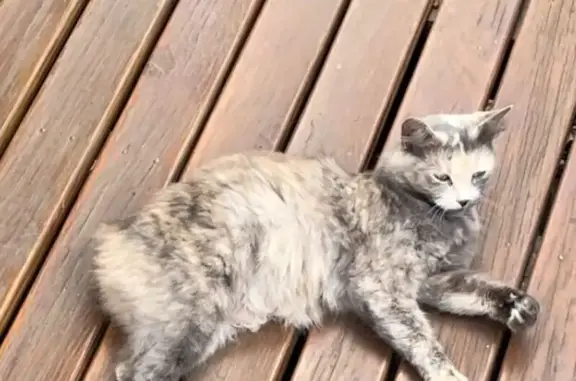 Lost Tail-less Cat on Rooty Hill Rd