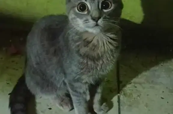 Gata Juguetona Perdida en San Ruperto, GDL