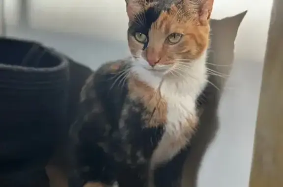 Lost: Black, Orange & White Cat - Smudge
