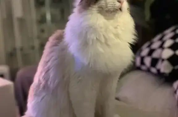Lost Cat: Belle Missing in Warragamba