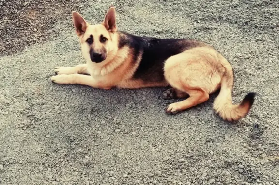 Chien perdu , photo : Chien perdu Narko vu à Mauléon et Rorthais