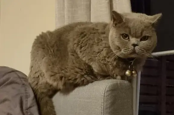 Lost Cat Alert: Launceston, Tasmania