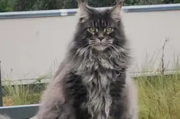 Chat perdu, Metz, photo: Chat perdu : Thanos, grand gris poil long