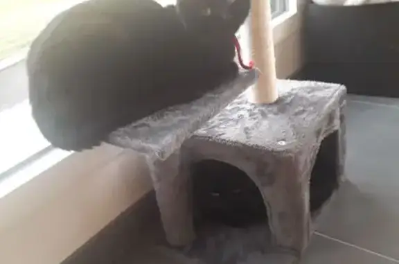 Chats perdus noirs à Rieux - photo