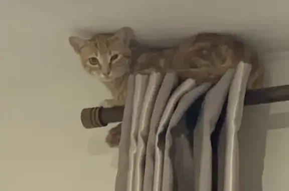 Se busca: Gatita pelirroja perdida en Benahavís