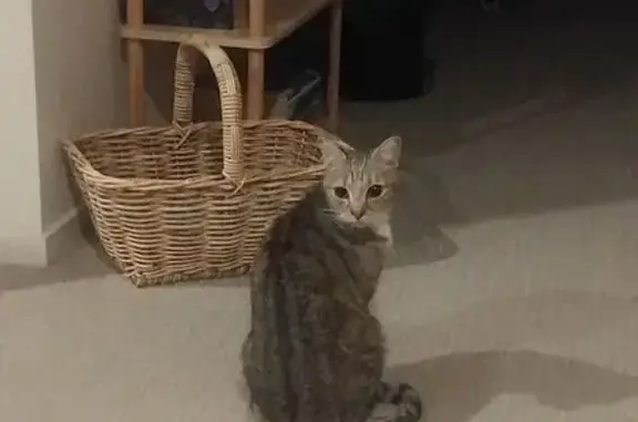 Found cat , photo: Friendly Lost Cat Found on Breadalbane Ave