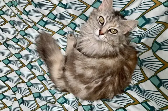 Animaux perdus Gétigné, photo: Chatte grise perdue à Gétigné