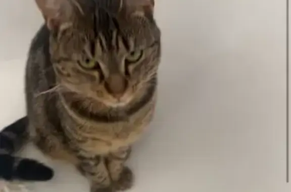 Lost Cat: Halo-Eyed Beauty, Pink Collar