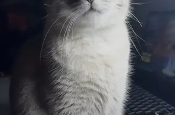 Chatte perdue blanche/grise, yeux bleus - photo