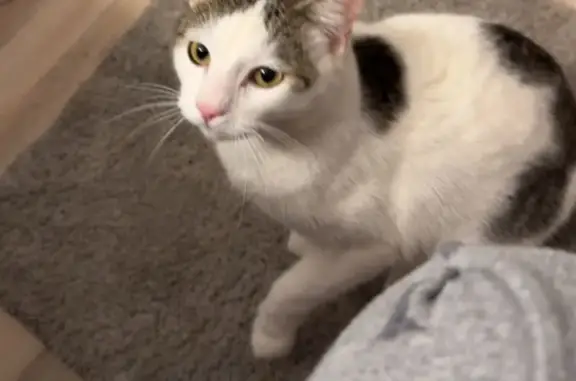 Lost Sweet Tomcat: Renes Rd, Columbiana