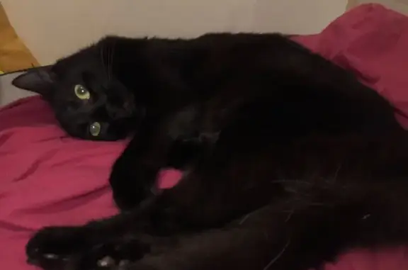 Animaux perdus Nancy, photo: Chat perdue noire, maigre, yeux jaunes, Nancy
