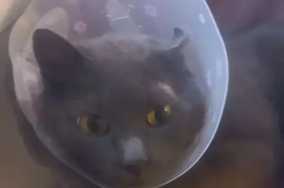 Animaux perdus Les Herbiers, photo: Chat perdu, gris foncé, colerette, Les Herbiers