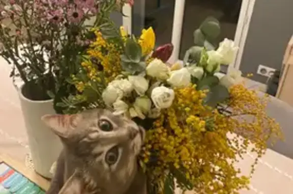 Chat mâle gris trouvé à Dinard - photo