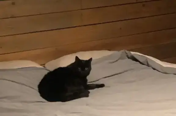 Chatte noire perdue, queue en cœur, Saverne - photo