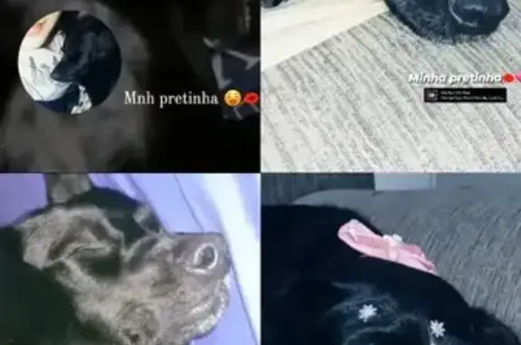 cachorro desaparecida