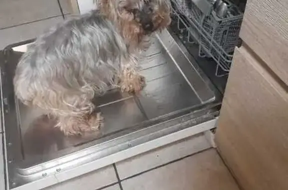 Chien perdu, petit, gris marron, Aoste - photo