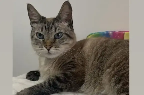gato desaparecida