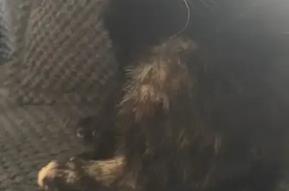 Chat écaille trouvé, sociable et câlin - photo