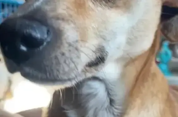 Lost and found pets Lubbock, photo: Lost Timid Male Dog, 8, Tattoo on Tummy