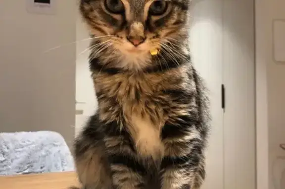 Lost Tabby: Leo Escaped in Moonee Valley
