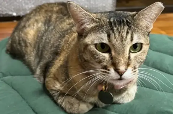 Help Find Kiki: Lost Tabby in Pasir Panjang