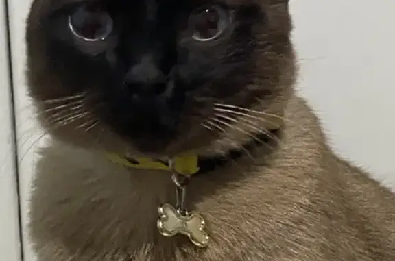 gato desaparecida
