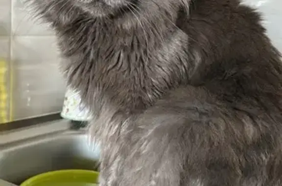 Animaux perdus Toulouse, photo: Grand chat Maine Coon gris perdu Toulouse