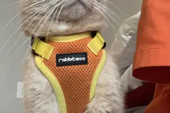 Lost Anxious Orange Tabby in Hilliard