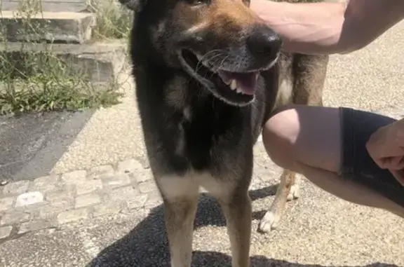 Chien peureux et maigre trouvé à Lhommaizé - photo